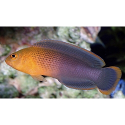 Ложнохромис оранжевоголовый  (Pseudochromis dilectus)